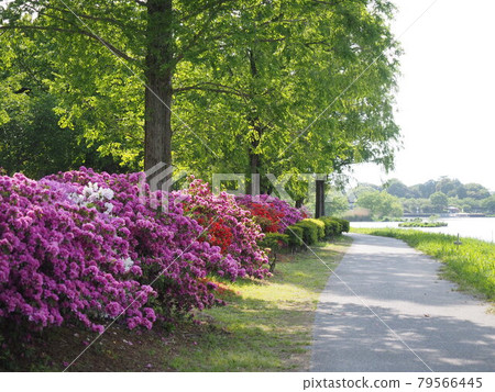 杜鵑花步道 杜鵑花步道 79566445