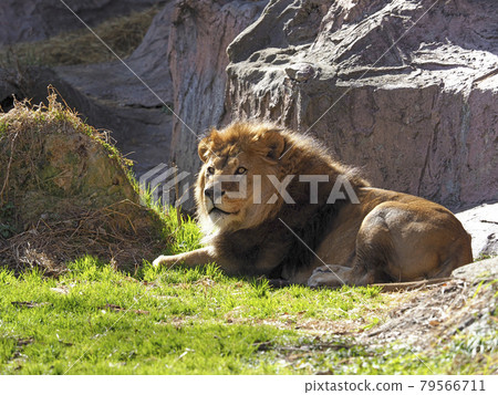 lion lion 79566711