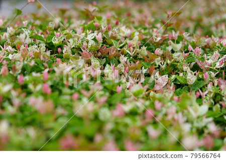 Ground Cover Hatsuyuki Kazura 5 Ground Cover Hatsuyuki Kazura 5 79566764