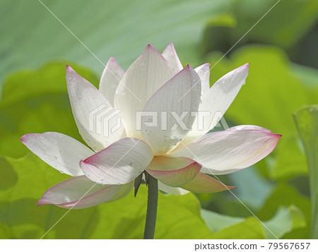蓮花 蓮花 79567657