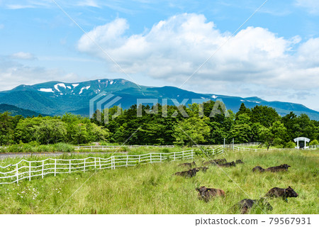 Mt. Kurikoma Snow remaining in Koma and a ranch on a plateau Mt. Kurikoma Snow remaining in Koma and a ranch on a plateau 79567931