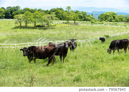 Kurikoma Plateau Ranch 79567945