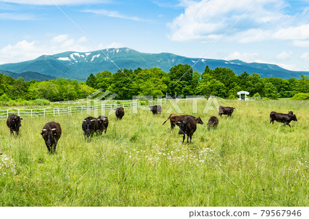 Mt. Kurikoma Snow remaining in Koma and a ranch on a plateau 79567946