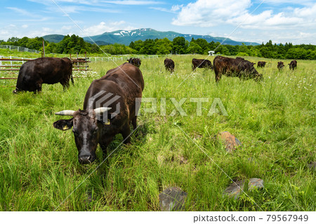 Mt. Kurikoma Snow remaining in Koma, plateau ranch and grazing cows Mt. Kurikoma Snow remaining in Koma, plateau ranch and grazing cows 79567949