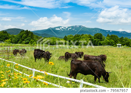 Mt. Kurikoma Snow remaining in Koma, plateau ranch and grazing cows 79567957