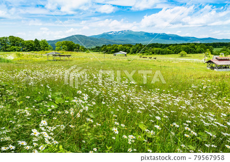 栗駒山雪留在駒和高原上的牧場 79567958