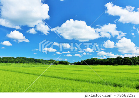 Blue sky of summer and rice field view 79568252