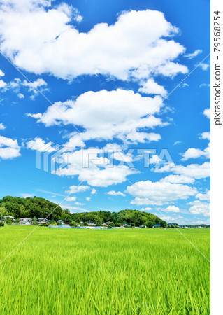 夏天和米領域視圖藍天 夏天和米領域視圖藍天 79568254