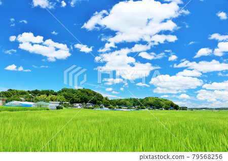 夏天和米領域視圖藍天 79568256