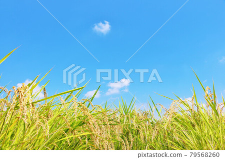 Autumn sky and rice field view 79568260