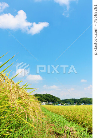 Autumn sky and rice field view 79568261