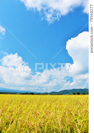 Autumn sky and rice field view 79568277