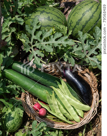 Organic fruit and vegetables in basket on ground. Watermelon, radishes, cucumbers, eggplant, morocco beans 79568489