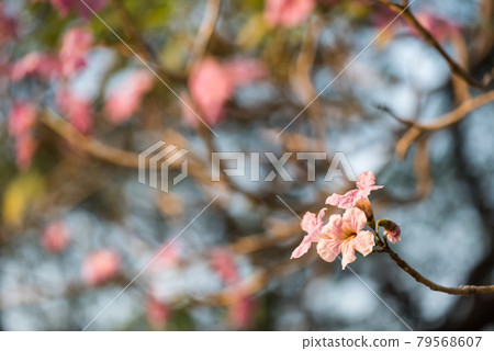 Pink Rosy Trumpet tree or Thai Sakura flower 79568607
