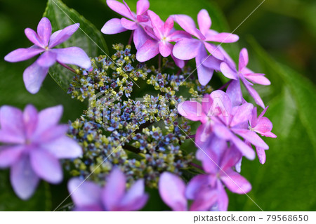 Hydrangea close-up Hydrangea close-up 79568650