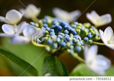 Hydrangea close-up Hydrangea close-up 79568652