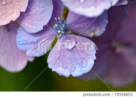 Hydrangea close-up Hydrangea close-up 79568653