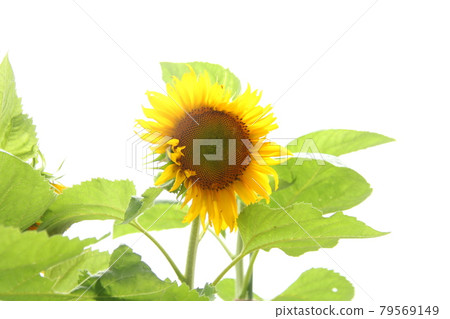 夏天花向日葵 79569149