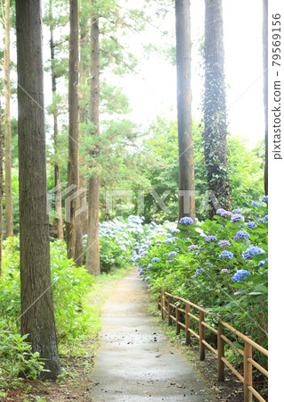 八仙沼八仙花自然公園 79569156