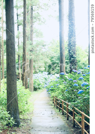 八仙沼八仙花自然公園 79569159
