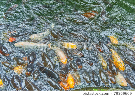 東京都港區愛宕神社錦鯉蜂擁而至 照片素材 圖片 圖庫