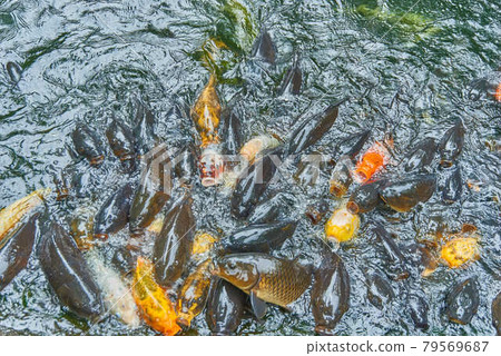 東京都港區愛宕神社錦鯉蜂擁而至 照片素材 圖片 圖庫