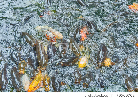 東京都港區愛宕神社錦鯉蜂擁而至 照片素材 圖片 圖庫