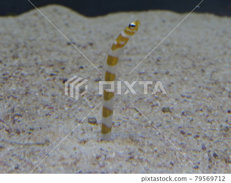 Spotted garden eel that came out of the sand 0934 Spotted garden eel that came out of the sand 0934 79569712