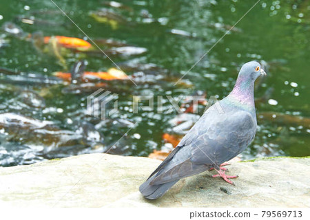Atago Shrine, Minato-ku, Tokyo Nishikigoi flock to the bait 79569713