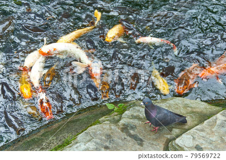 東京都港區愛宕神社錦鯉蜂擁而至 79569722