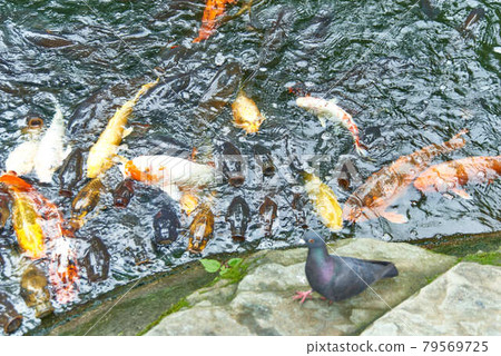 東京都港區愛宕神社錦鯉蜂擁而至 照片素材 圖片 圖庫