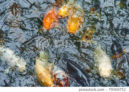 東京都港區愛宕神社錦鯉蜂擁而至 照片素材 圖片 圖庫