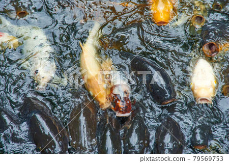 東京都港區愛宕神社錦鯉蜂擁而至 照片素材 圖片 圖庫