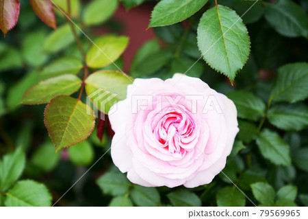 Plant "pale pink rose flower" Plant "pale pink rose flower" 79569965