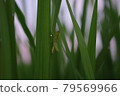 Grasshopper in the rice field 79569966