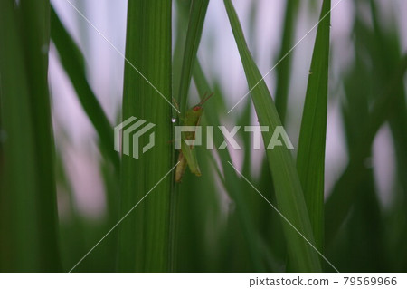 Grasshopper in the rice field Grasshopper in the rice field 79569966