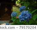 Hydrangea blooming in the company 79570204