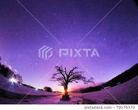 山梨樹和流星 79570370