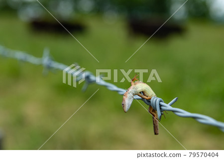 Ranch: Barbed wire shrike Ranch: Barbed wire shrike 79570404