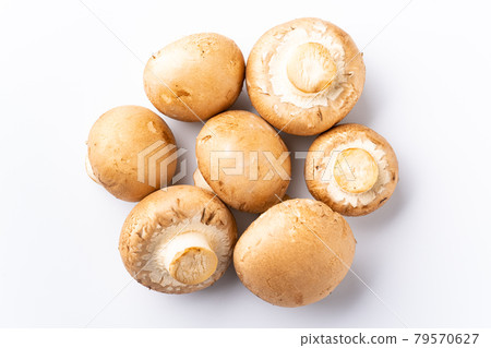 Brown mushroom 79570627