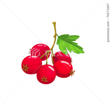 Crataegus hawthorn berries leaf isolate whitethorn 79571007