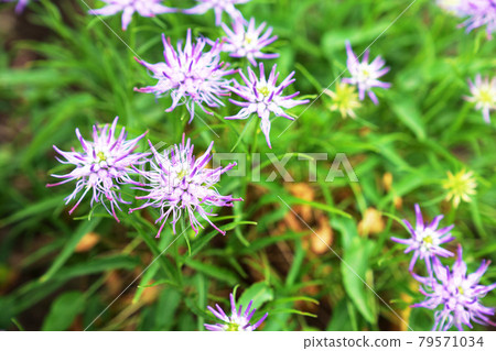 種植紫色花“Phyteuma” 79571034