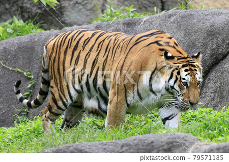 Amur Tora Amur Tora 79571185