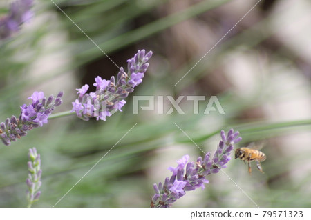 Lavender taken up 79571323