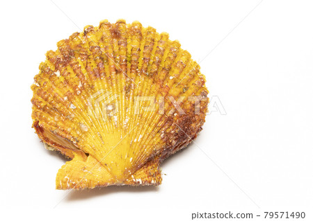 巨蟹 巨蟹 79571490