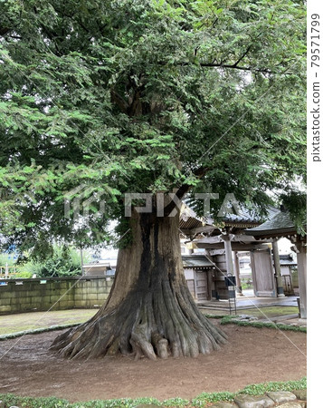 A giant tree of Kaya tree at Baiganji Temple in Higashimurayama City. 79571799