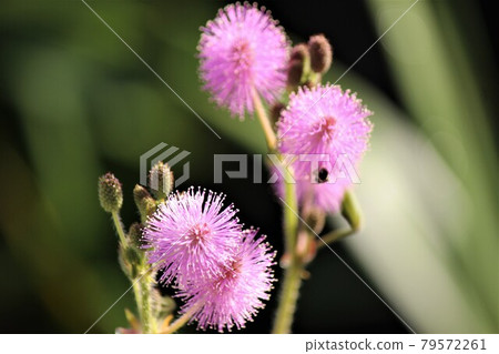 含羞草的花語是細膩的情感 79572261