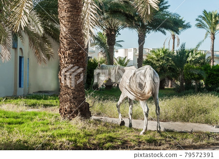white horse stands on the background of palm trees at sunset white horse stands on the background of palm trees at sunset 79572391
