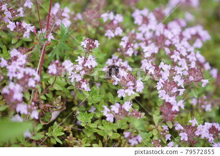 Female bumblebee sucking nectar from Thymus quinquefolium 79572855