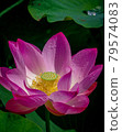 蓮花 79574083